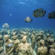 Illustration for article titled The Astonishing Treasures of Underwater Art Galleries